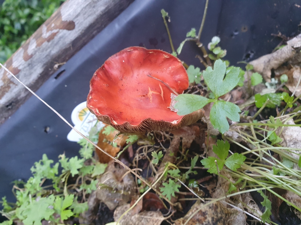 Leratiomyces ceres · April 2025 · photo: © chrystal1914 (iNaturalist, cc-by)