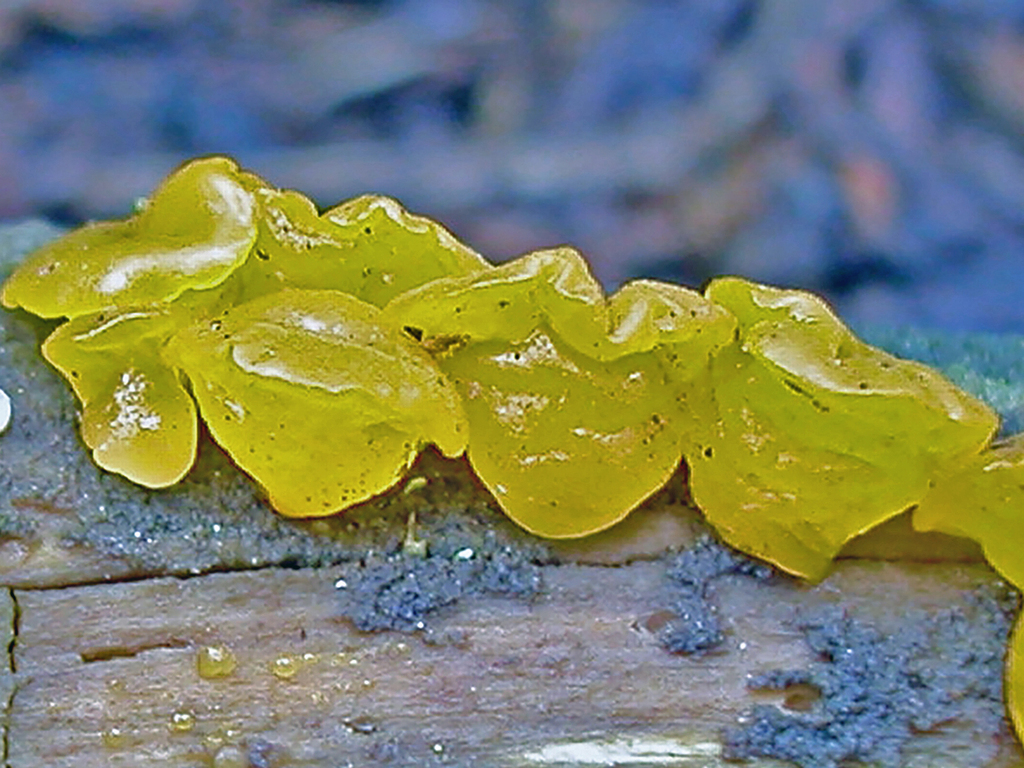 Dacrymyces suecicus