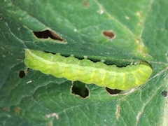 Phlogophora meticulosa