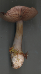 Cortinarius sphagnophilus