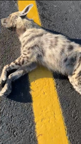 Striped Hyaena