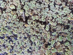 Azolla filiculoides