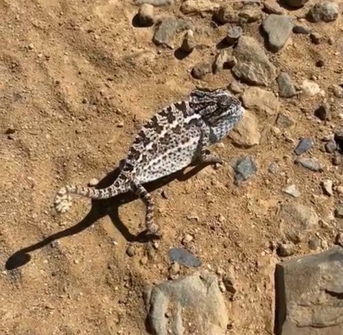 Chamaeleo chamaeleon orientalis
