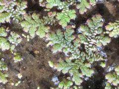 Azolla filiculoides