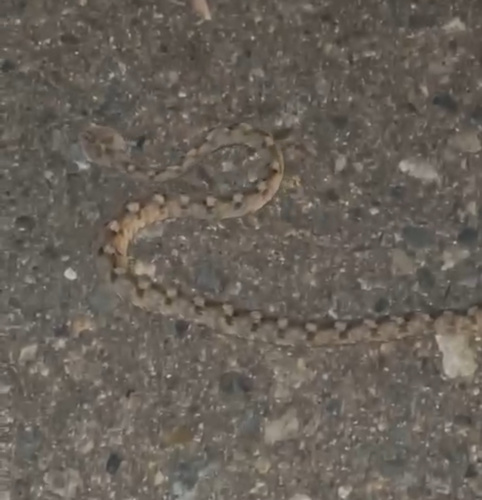 Palestine Saw-scaled Viper