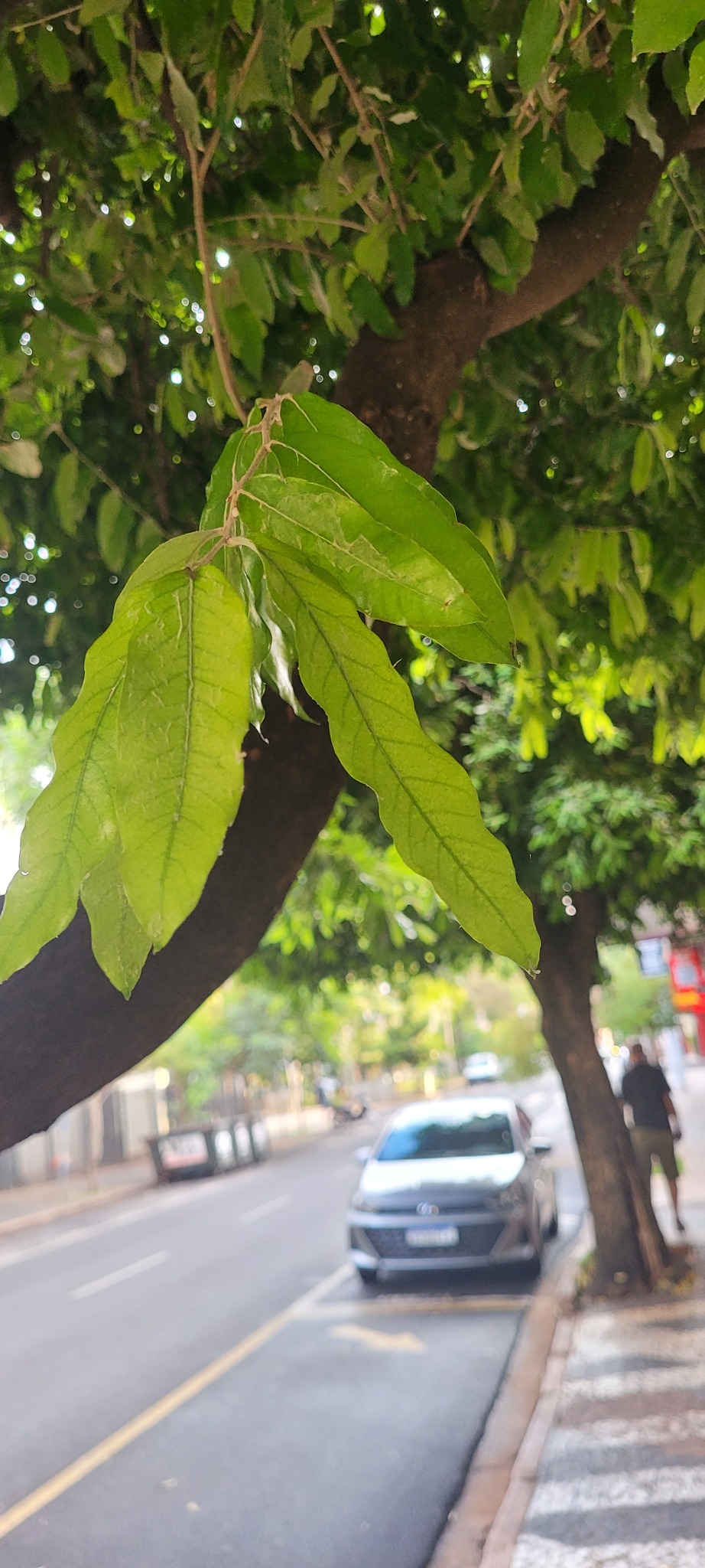Imagem de Oiti