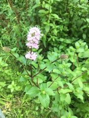 Mentha × piperita