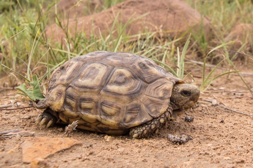 Natal Hingeback Tortoise, Kinixys natalensis