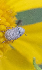 Trigonorhinus