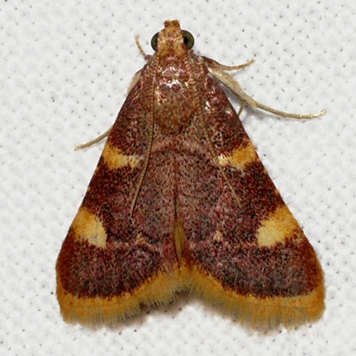 Clover Hayworm Moth