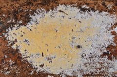Vesiculomyces citrinus