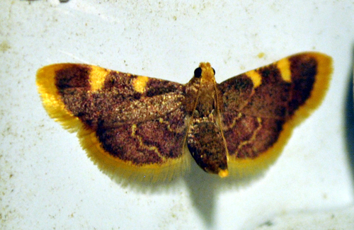 Clover Hayworm Moth