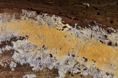 Vesiculomyces citrinus
