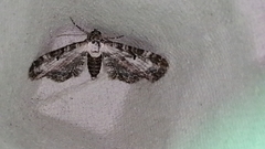Eupithecia succenturiata