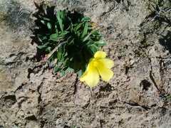 Moraea galaxia