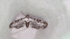 Eupithecia succenturiata