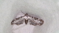 Eupithecia succenturiata