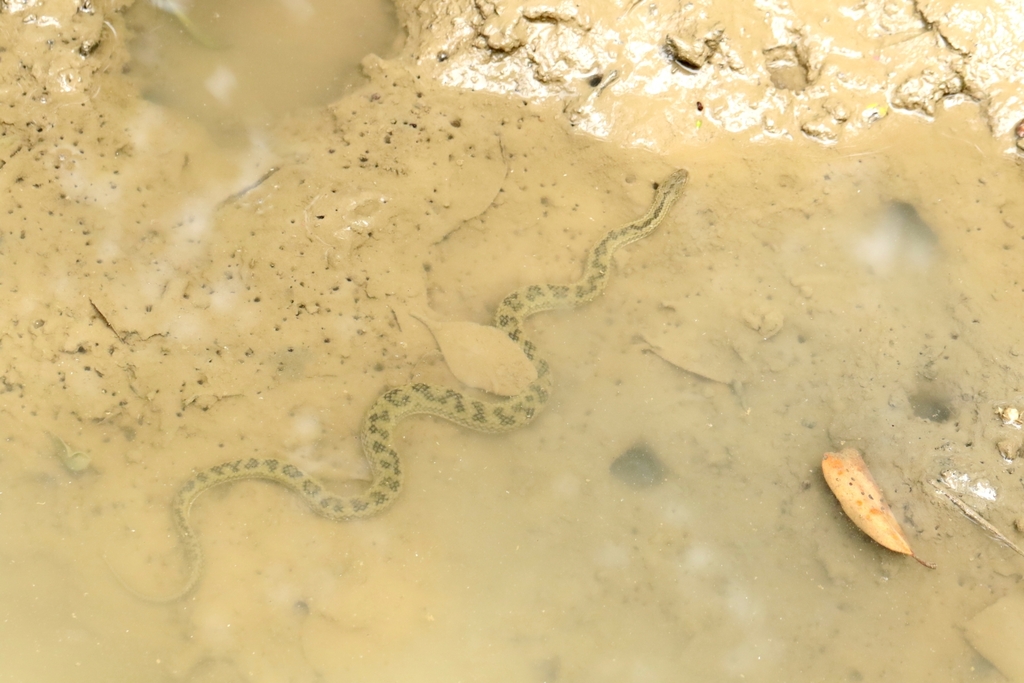 Bennett's Mud Snake
