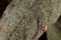 Podosphaera balsaminae