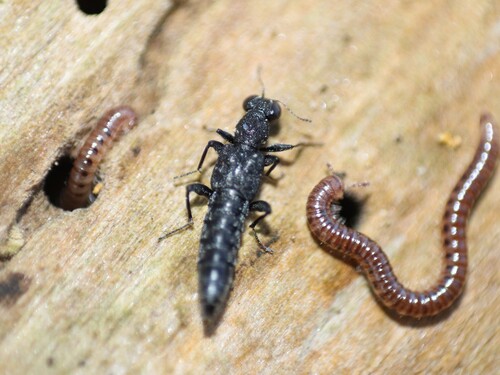 Rove beetle