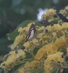 Thisbe lycorias