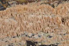 Rigidoporus