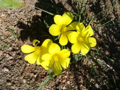 Moraea galaxia