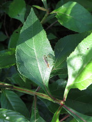 Panorpa umbricola