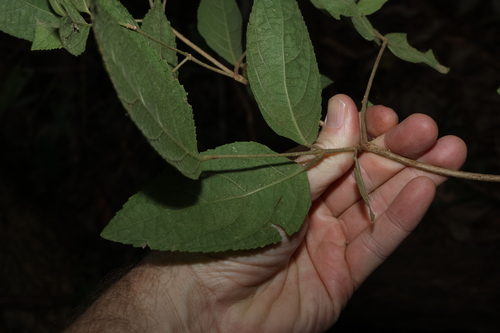 Image of Callicarpa pedunculata by (c) Greg Tasney, some rights reserved (CC BY-SA)