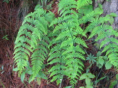 Aleuritopteris farinosa