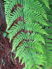 Aleuritopteris farinosa