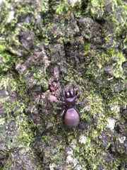 Sphodros abboti