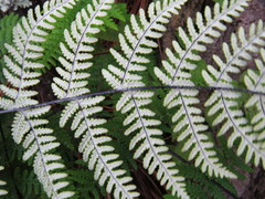 Aleuritopteris farinosa