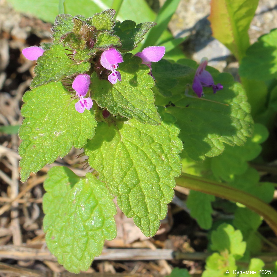Яснотка Пурпурная (Lamium purpureum)
