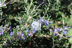 Pieris brassicae