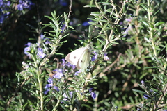 Pieris brassicae