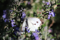 Pieris brassicae