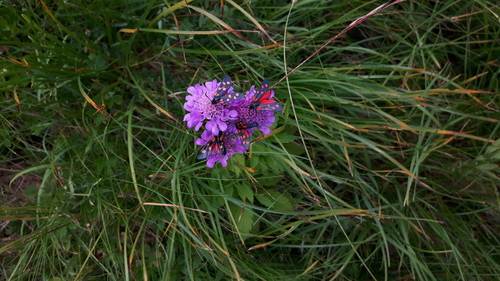 Transalpine burnet moth, Provincia di Trento, Italia, photo 7 of 10