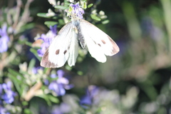 Pieris brassicae