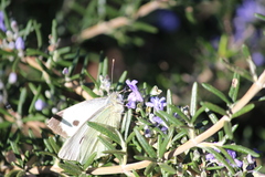 Pieris brassicae