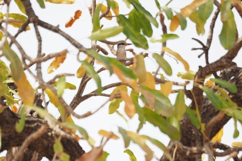 Striped Kingfisher