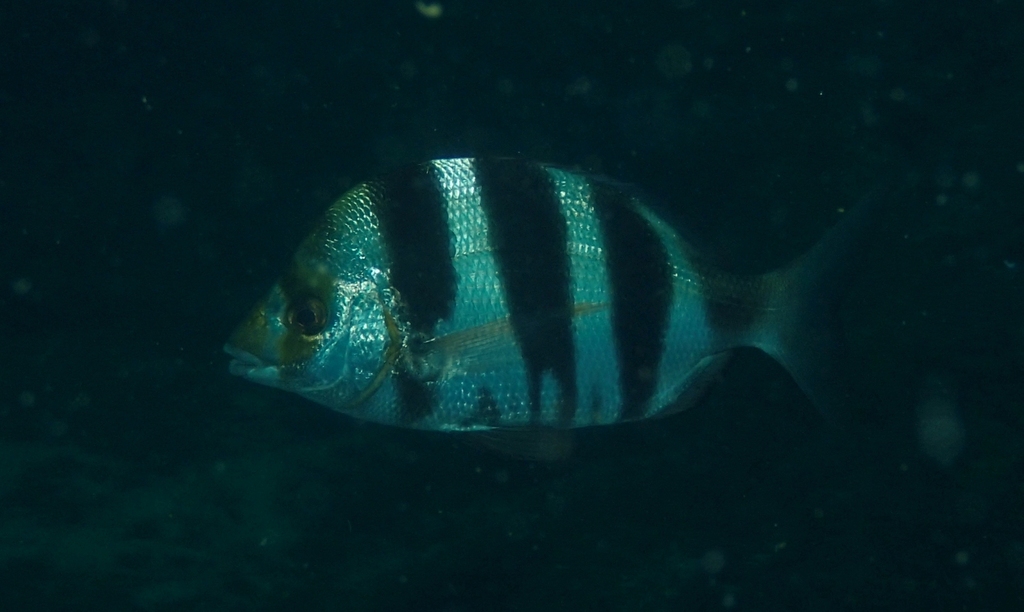 Oman seabream (Diplodus omanensis) — Sparidae