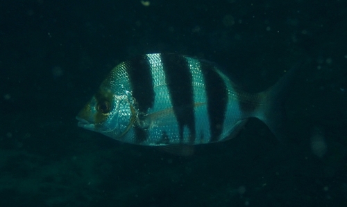 Oman-zeebrasem (Diplodus omanensis) — Sparidae