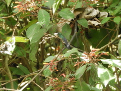 Chalybura buffonii