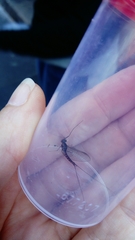 Leptophlebiidae