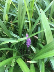 Liriope muscari
