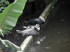Cairina moschata domestica