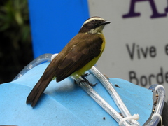 Myiozetetes cayanensis