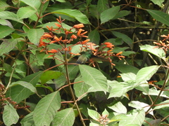 Chalybura buffonii