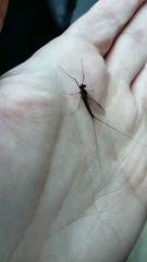 Leptophlebiidae